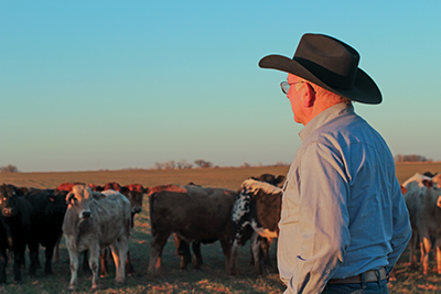 Man looking at cattle in a pasture